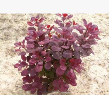 批發(fā)綠化苗木紅櫨苗 正宗美國紅櫨苗 大小規(guī)格紅櫨苗