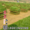 供應(yīng)批發(fā)優(yōu)質(zhì)馬尼拉草坪|果嶺草馬尼拉草皮|耐踐踏馬尼拉草坪價(jià)格
