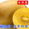 獼猴桃樹苗南方北方種植紅心奇異果果樹苗盆栽地栽嫁接苗當年結(jié)果