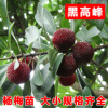批發(fā)嫁接東魁楊梅樹苗 黑高峰楊梅 南方北方楊梅苗盆栽地栽 3年苗