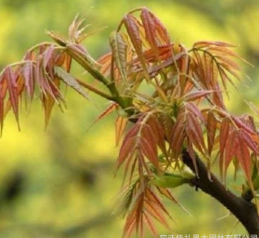紅油香椿苗基地 出售紅油香椿樹苗 規格齊全成活率高 量大優惠