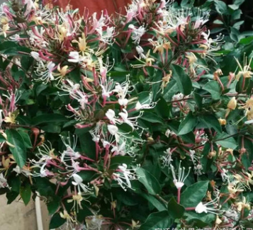 基地直銷金銀花樹苗樹形苗木盆景 盆栽 大樹樹樁樹苗