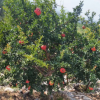 批發果樹苗 軟籽石榴樹苗 規格齊全甜石榴 大紅袍石榴樹苗