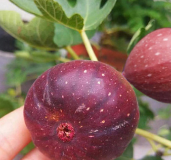 果樹 無花果 盆栽 基地直銷果樹 品種齊全 價格美麗 量大從優