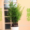 批發(fā)紅豆杉盆栽 南方紅豆杉 曼地亞紅豆杉樹苗 盆栽室內(nèi)庭院綠植