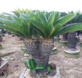 批發大型鐵樹盆栽盆景鐵樹苗庭院四季常青客廳辦公室內花卉綠植物