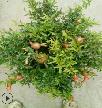 石榴樹苗日本翠葉石榴盆景紅花月季石榴盆栽庭院陽臺植物四季開花