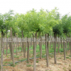 黃金槐樹苗批發(fā)庭院種植綠化苗木 行道風(fēng)景樹黃金槐小苗規(guī)格齊全