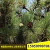 基地批發(fā)工程園林綠化造型黑松 庭院綠植盆景 黑松苗品種齊全