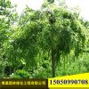 基地供苗優(yōu)質(zhì)園林綠化行道樹龍爪槐龍爪槐小苗規(guī)格齊全量大從優(yōu)