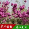 綠化樹 紫荊樹 滿條紅 庭院觀賞花卉 叢生獨(dú)桿