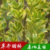 批發(fā) 冬青樹苗 法國冬青 大葉黃楊 金邊冬青 北海道四季常青