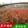 基地紅葉石楠苗批發(fā) 石楠小苗 綠化苗木批發(fā) 紅葉石楠 量大優(yōu)惠
