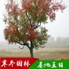 烏桕樹苗批發(fā)行道綠化苗木烏桕樹苗綠化工程規(guī)格齊全2-20cm