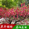 基地直銷優(yōu)質(zhì)工程綠化苗木 紅葉碧桃小苗 規(guī)格齊全 觀花植物