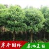 批發(fā)骨架香樟樹 精品苗木園林工程造型綠化常綠喬木 苗圃基地直銷
