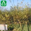 供應黃金槐樹苗 行道樹黃金槐 批發各種綠化苗木 量大優惠