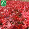 批發美國嫁接紅楓樹 優質美國紅楓苗 行道風景樹 品種全量大優惠