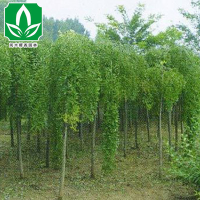 基地供苗 優質行道樹龍爪槐批發 龍爪槐 規格齊全 量大從優