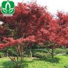 批發工程綠化苗木中國紅楓 行道綠化樹 日本紅楓樹 量大從優
