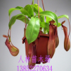 批發 食蟲植物 豬籠草 室內盆栽花卉 吊蘭 家庭盆栽