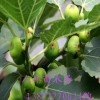 批發無花果苗 直銷 果樹苗 無花果樹苗 無花果小苗 當年結果,