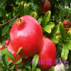批發 盆栽地栽 /果樹苗 紅如意石榴 紅如意軟籽石榴苗