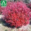 基地供應紅葉石楠球 紅葉 工程樹木 規格齊 紅葉石楠球價格