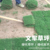 百慕大草坪工程綠化園林草坪公園低矮耐踐踏草坪種子批發(fā)護(hù)坡綠化