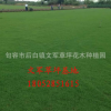 句容草坪草皮公路園林護(hù)坡綠化工程果嶺草真草皮四季青人工綠化草