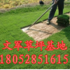 11句容綠化草坪 百慕大草坪基地批發(fā)河道護(hù)坡草坪草皮草坪價(jià)格