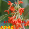 盆栽桂花綠植 桂花珍稀新品種- 天香臺閣 桂花苗 花期長,花香濃郁