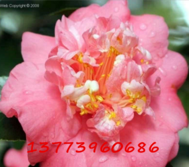 盆栽茶花苗 雅致山茶花樹苗 年宵花卉 當(dāng)年開花 大苗 茶花品種