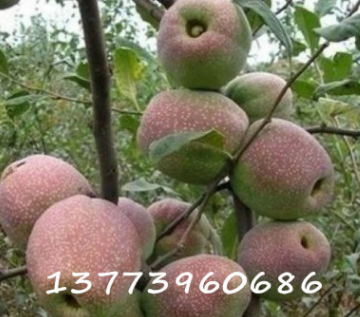 盆栽/地栽 木瓜樹苗【紅霞一號】庭院果樹苗 木瓜樹豐胸養(yǎng)顏瘦身