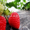 正品供應草莓批發(fā) 高成活率草莓苗,綠色無污染. 量大價格優(yōu)惠