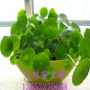 大量批發(fā)綠色水培植物 水生植物 銅錢草香菇草 盆栽 水體綠化