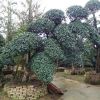 批發(fā)速生對節(jié)白蠟 基地特價出售 行道景觀樹 多規(guī)格供應 易成活