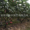 批發(fā)無花果苗 家庭盆栽地栽果樹苗 當(dāng)年結(jié)果波姬紅無花果量大優(yōu)惠