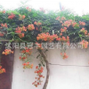 批發(fā)棚架綠化藤本花卉 美國凌霄花苗 庭院樓頂陽臺護欄爬藤植物苗