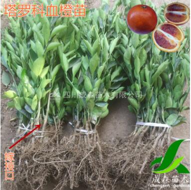 塔羅科血橙樹苗 四川嫁接血橙苗批發 資中血橙苗
