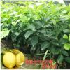 檸檬樹苗 檸檬苗 美國尤力克 嫁接檸檬樹