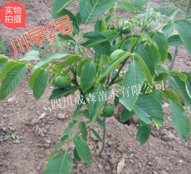 嫁接核桃樹苗 川早2號 四川嫁接川早二號核桃苗