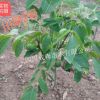 嫁接核桃樹苗 川早2號 四川嫁接川早二號核桃苗