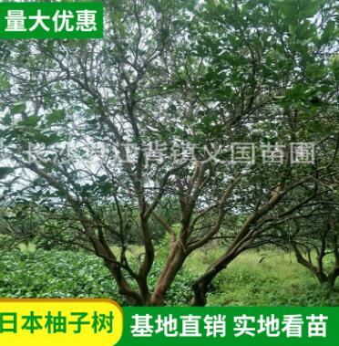 基地苗木果樹供應(yīng)叢生香泡 柚子樹全冠香泡樹