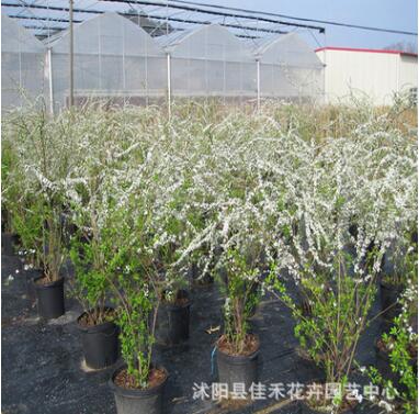 基地供應(yīng)日本木繡球 供應(yīng)噴雪花珍珠繡線(xiàn)菊 庭院種植盆栽噴雪花