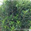 法國冬青樹苗 根系發(fā)達 工程綠化苗