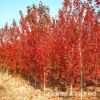基地批發(fā)紅楓樹美國紅楓樹小苗 秋火焰 質優(yōu)價廉