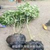 基地批發防普金花茶樹苗園林工程別墅庭院風景綠化樹金花茶下山樹