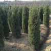 綠化工程苗木樹苗四季綠化檜柏樹塔栢檜柏苗圃栽山苗園林綠化