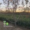果樹苗 蘋果樹苗 南北方種植 紅富士嫁接苗 規(guī)格齊全